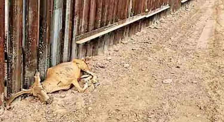 Ganan lucha ambiental contra muro de Trump Ganan lucha ambiental contra muro de Trump