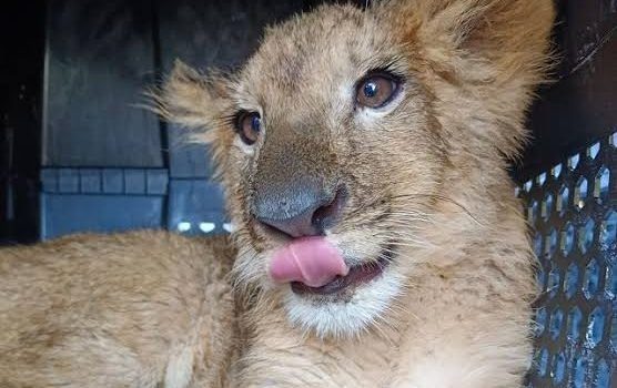 Llegan al zoológico de Morelia los 3 felinos rescatados