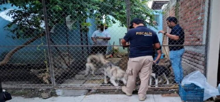 Rescatan a cinco perritos víctimas de maltrato animal en Michoacán