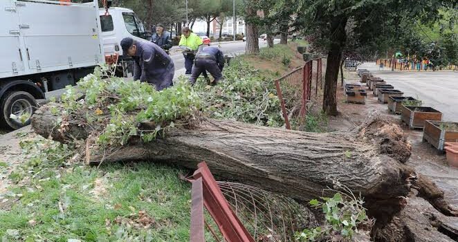 Un árbol cae sobre dos personas que no quisieron ser atendidas en Zamora