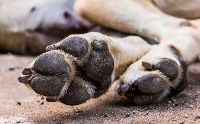 Hallan cuerpos de 4 perros presuntamente envenenados en colonias de Morelia