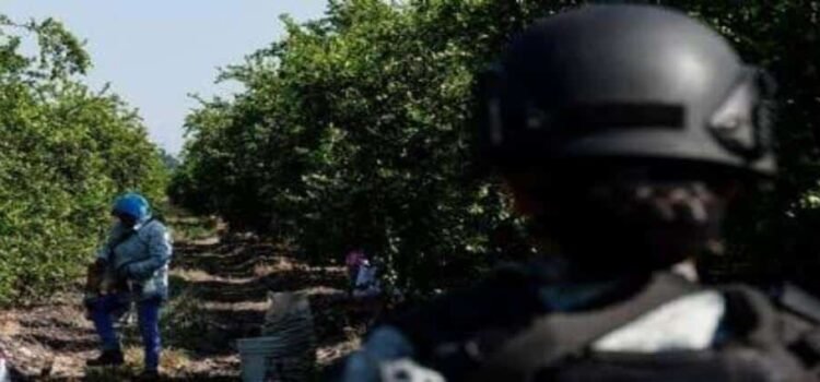 Sedena mantiene presencia en Michoacán contra extorsiones a limoneros