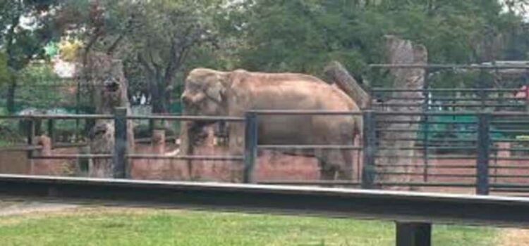 Interacción con elefante del Zoo Morelia tendrá 2×1 durante enero