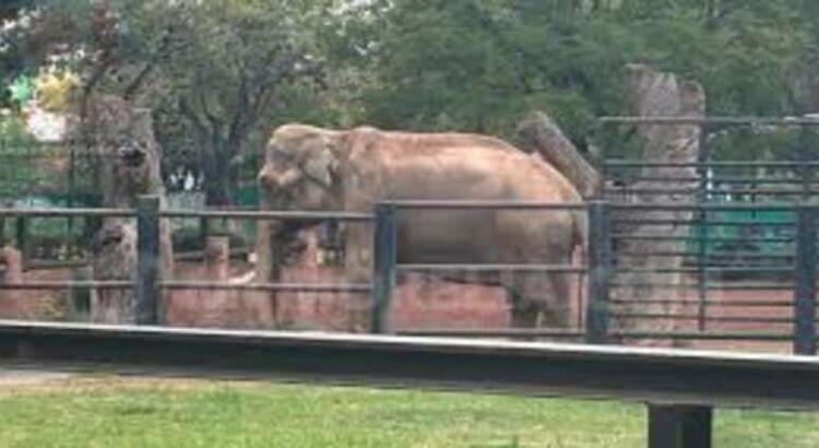 Interacción con elefante del Zoo Morelia tendrá 2×1 durante enero