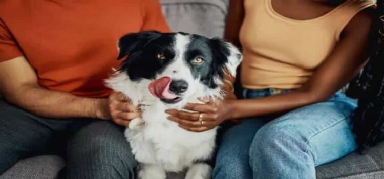 En Michoacán buscan definir quién cuida a las mascotas tras un divorcio En Michoacán buscan definir quién cuida a las mascotas tras un divorcio