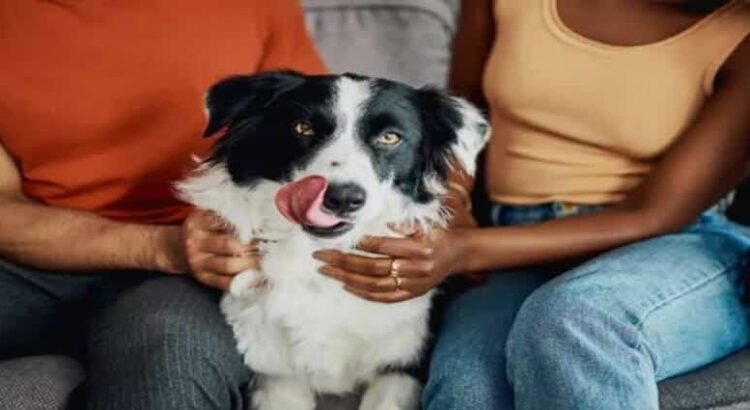 En Michoacán buscan definir quién cuida a las mascotas tras un divorcio