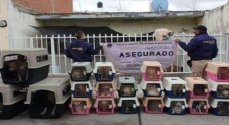 Rescatan a 29 perros víctimas de maltrato en Michoacán
