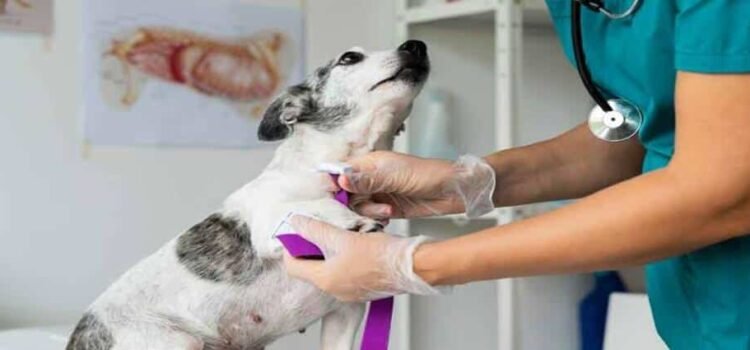 Anuncian paro de labores veterinarios de Michoacán