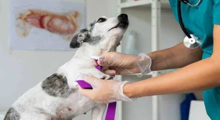 Anuncian paro de labores veterinarios de Michoacán