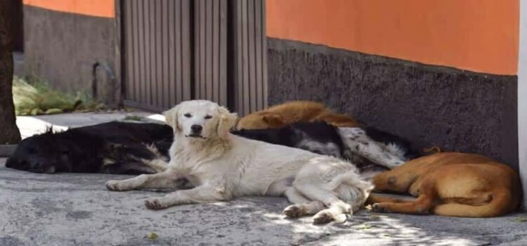 Van 77 perros esterilizados en 3 municipios de Michoacán