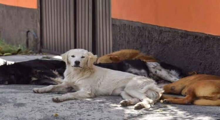 Van 77 perros esterilizados en 3 municipios de Michoacán