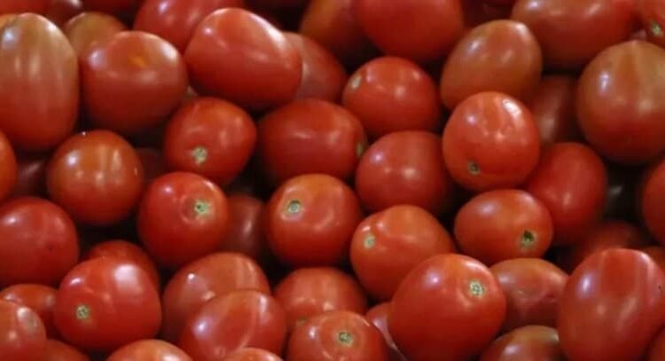 Estados Unidos impone nuevos aranceles al tomate mexicano Estados Unidos impone nuevos aranceles al tomate mexicano