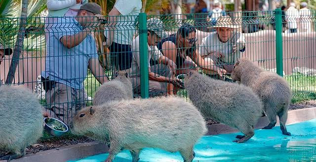Experiencia con capibaras puede suspenderse o cambiar sin previo aviso, informa Zoo de Morelia Experiencia con capibaras puede suspenderse o cambiar sin previo aviso, informa Zoo de Morelia