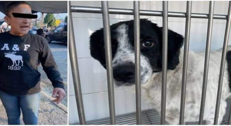 ‘Huesitos’, perro atacado en 2024 en Michoacán es reconocido legalmente como víctima de delito