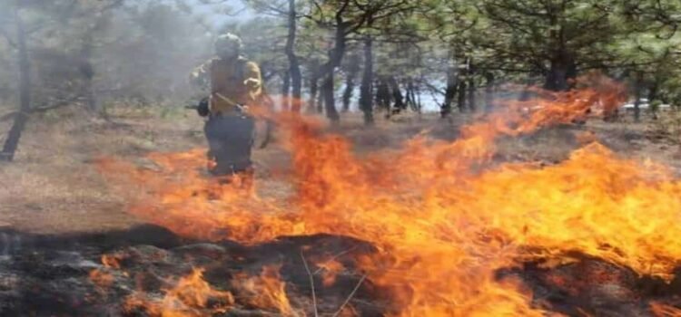 Brigadas liquidan 8 incendios forestales en Michoacán