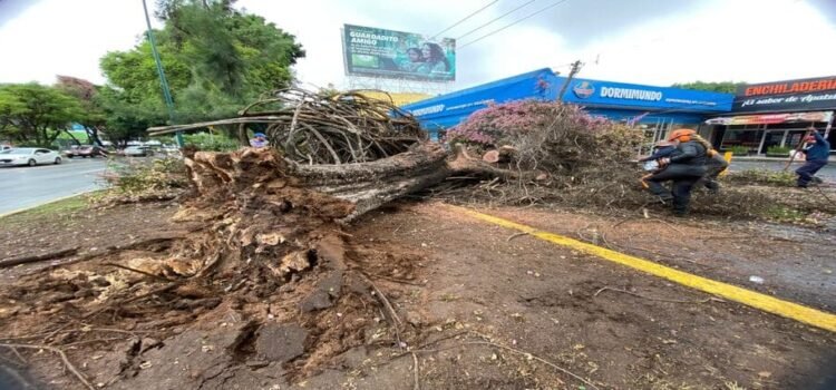 Gobierno de Morelia retira 2 árboles caídos por las lluvias