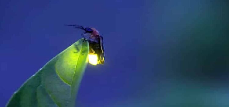 Redescubren especie de luciérnaga en la zona ecológica de la UNLA