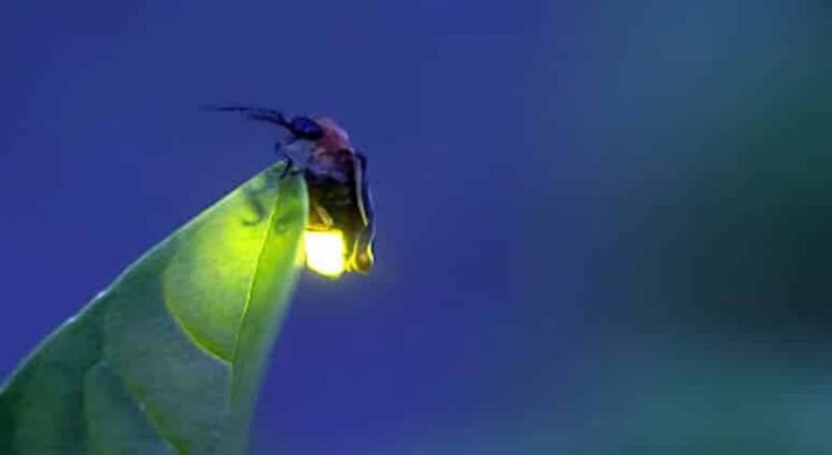 Redescubren especie de luciérnaga en la zona ecológica de la UNLA