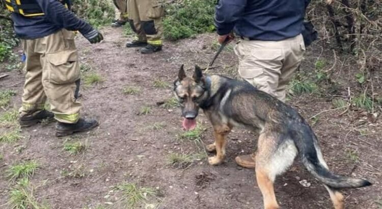 Perros rescatistas de Michoacán apoyan en búsqueda de personas tras inundaciones en Texas