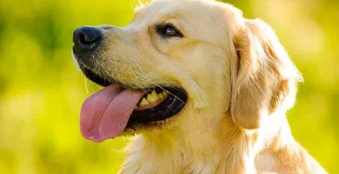 Campaña de esterilización animal gratuita en Yurécuaro y Morelia