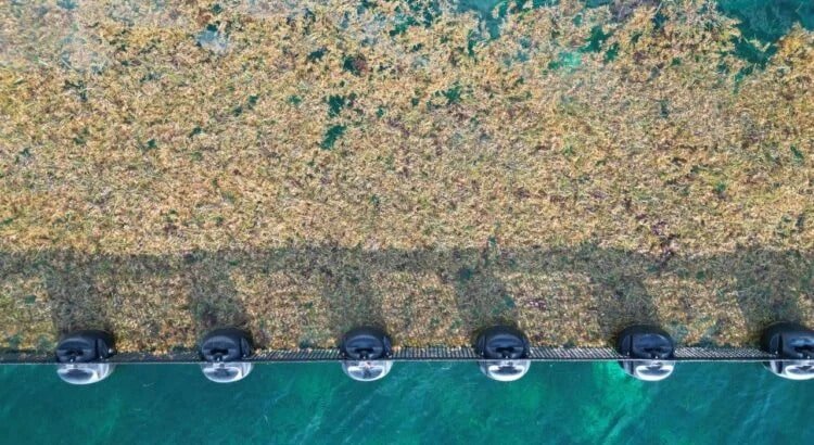 Se han recolectado más de 41 mil toneladas de sargazo este 2025 en QRoo: Sema