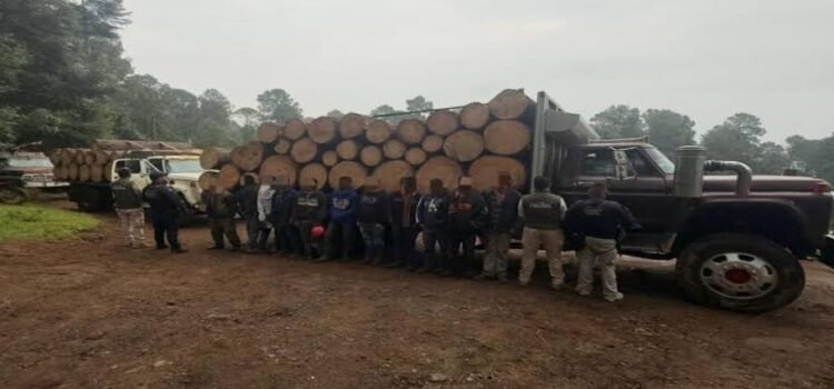 Detienen a 10 taladores ilegales en Michoacán