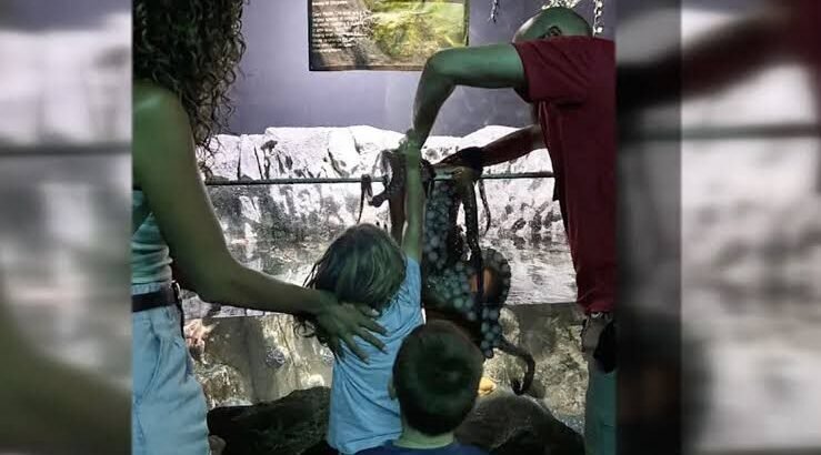 Niño sufre ataque de pulpo en acuario de Texas y genera debate sobre seguridad y bienestar animal