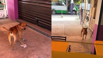 Perro conmueve en redes al “comprar” hamburguesas con piedras en México