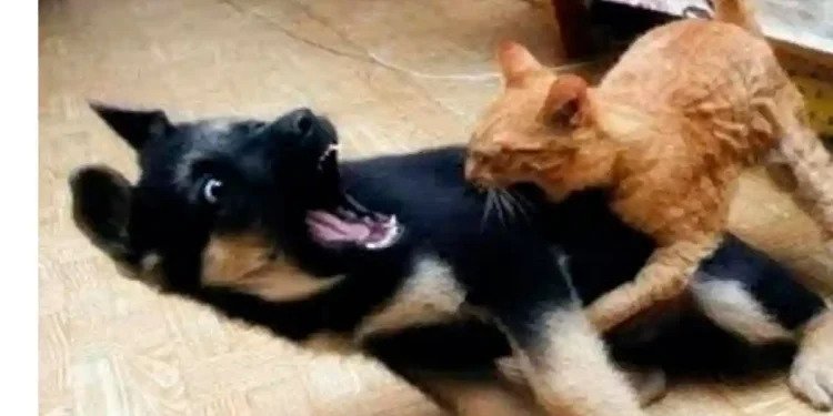 Recién casados quieren divorciarse… porque su perro y su gato no se llevan bien Recién casados quieren divorciarse… porque su perro y su gato no se llevan bien