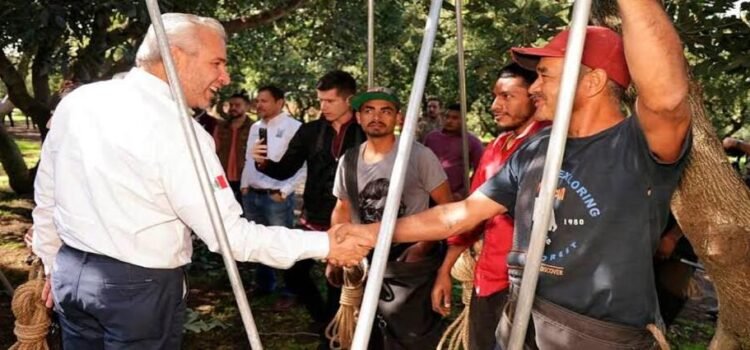 Con más de 3.8 millones de toneladas, Michoacán lidera producción nacional de aguacate, limón y berries
