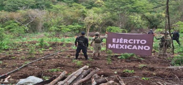 Localizan autoridades más de 7 toneladas de marihuana en Turicato, Michoacán Localizan autoridades más de 7 toneladas de marihuana en Turicato, Michoacán
