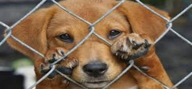 Suman 150 casos de maltrato animal en Michoacán en 2025