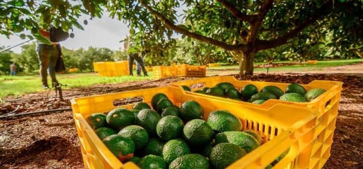 Agricultores de Michoacán amagan con manifestaciones por bajos precios en aguacate, limón, maíz y jitomate