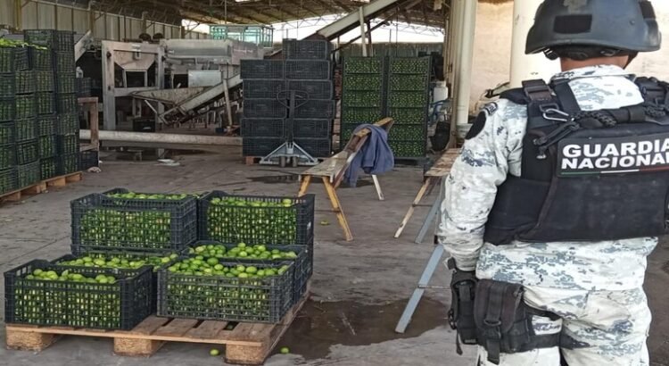 Desde 2021 Sedena sabe quiénes extorsionan a los limoneros y sus ligas con el gobierno de Michoacán