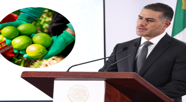 Harfuch anuncia refuerzo de seguridad para limoneros en Michoacán Harfuch anuncia refuerzo de seguridad para limoneros en Michoacán