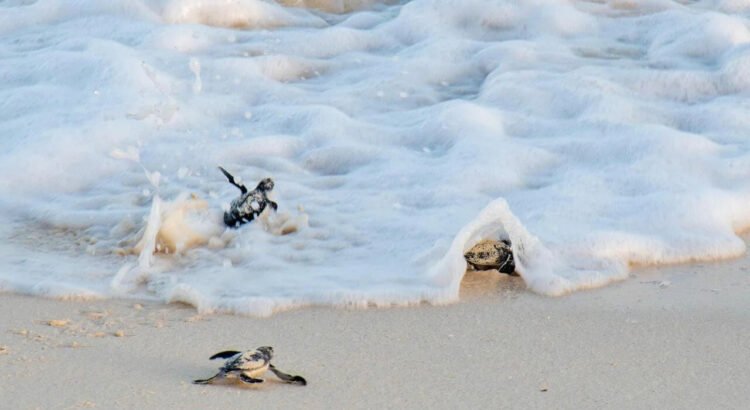 Concluye la temporada de liberación de tortugas marinas 2025 en Cozumel Concluye la temporada de liberación de tortugas marinas 2025 en Cozumel