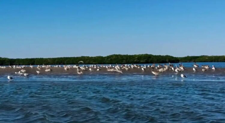 Inicia temporada alta de avistamiento de aves en La Paz Inicia temporada alta de avistamiento de aves en La Paz
