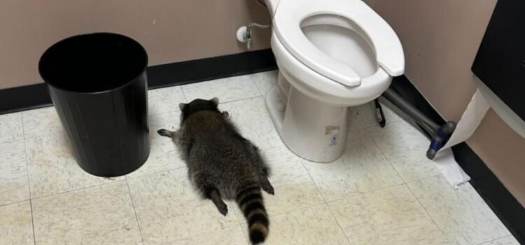 Mapache provoca caos en licorería de Virginia y termina inconsciente tras beber whisky