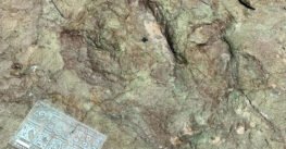 Huellas con 120 millones de años revelan presencia de dinosaurios en Tehuacán-Cuicatlán