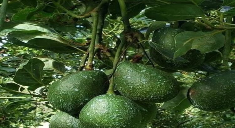 Costco de EU exigirá nueva certificación ambiental para aguacate que venga de Michoacán