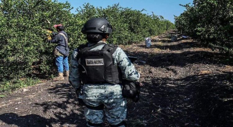 Identifican a 6 cárteles como los extorsionadores de limoneros y aguacateros de Michoacán Identifican a 6 cárteles como los extorsionadores de limoneros y aguacateros de Michoacán