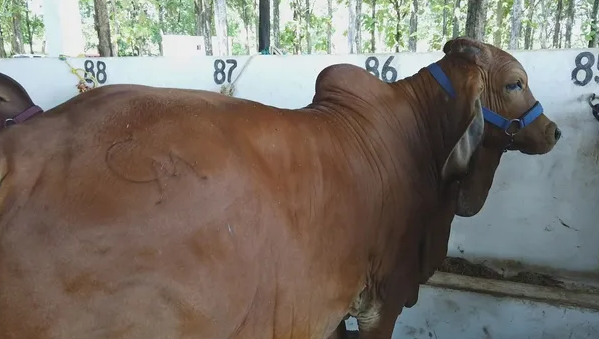 Ganaderos del Cefoga descartan comercio negro de aretado