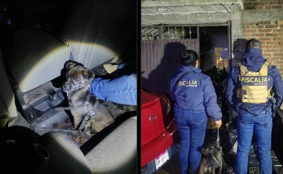 Rescatan a dos perros que se encontraban amarrados durante cateo en Uruapan